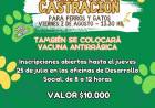 CASTRACIONES PARA PERROS Y GASTOS