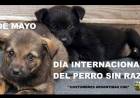 28  DE MAYO: DIA NACIONAL DEL PERRO SIN RAZA