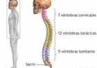 16 DE OCTUBRE: DIA MUNDIAL DE LA COLUMNA VERTEBRAL