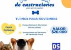 CASTRACIONES PARA PERROS Y GATOS