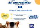 CASTRACIOMES DE PERROS Y GATOS
