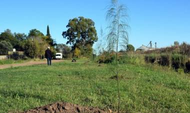 PLANTACION DE ARBOLES