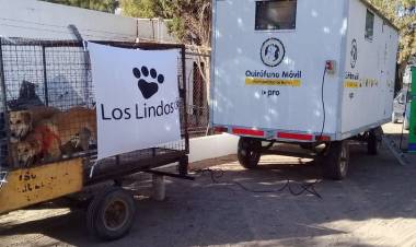 EXITOSA CASTRACIÓN MASIVA