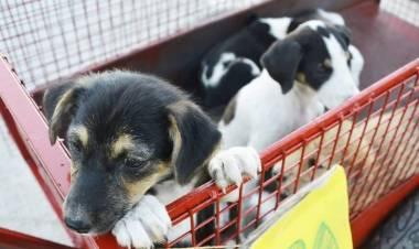 TENENCIA RESPONSABLE DE MASCOTAS
