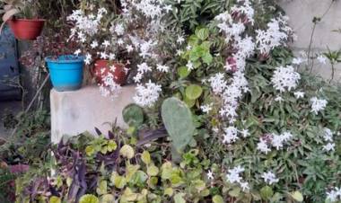 EL JARDIN FLORECIDO DE VIRGINIA