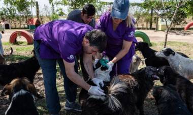 VACUNACION NATIRABICA EN REFUGIO ANIBAL ZOPPI