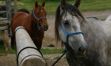 IMPORTANTE: ENCEFALOMIELITIS EQUINA