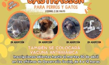 CASTRACIONES: 15 CUPOS PARA PERROS . SIN CUPOS PARA GATOS