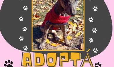 ADOPCION RESPONSABLE