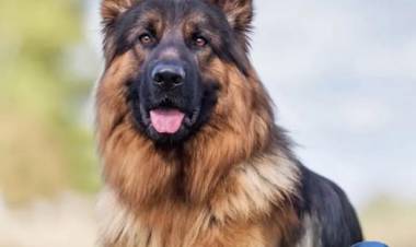 PARA LOS QUE NO QUIEREN A LOS PERROS...!!!
