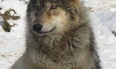 EL LOBO... MUCHO PARA APRENDER...