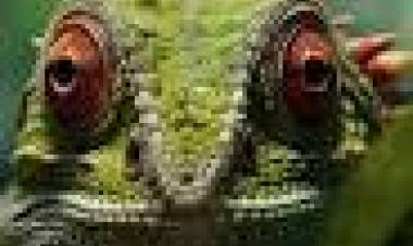 14 DE AGOSTO: DIA MUNDIAL DEL LAGARTO