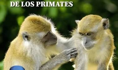 1 DE SETIEMBRE: DIA INTERNACIONAL DE LOS PRIMATES