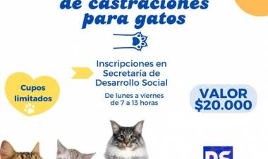 JORNADA DE CASTRACIONES PARA GATOS