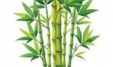 18 DE SETIEMBRE:DIA MUNDIAL DEL BAMBU