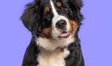 23 DE SETIEMBRE: DIA DEL PERRO ADOPTADO