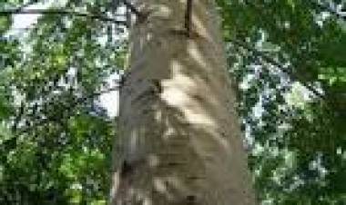 YACARATAI: EL UNICO ARBOL COMESTIBLE