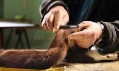 14 DE OCTUBRE: DIA DEL PELETERO ARGENTINO