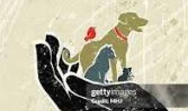 10 DE DICIEMBRE: DIA INTERNACIONAL DE LOS DERECHOS DE LOS ANIMALES