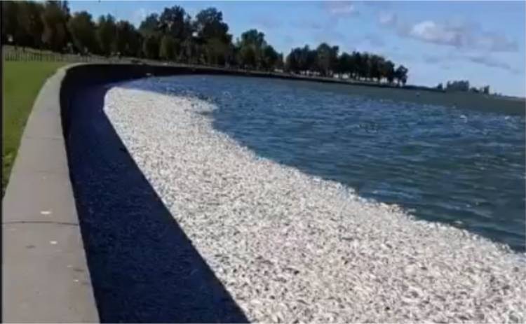 Triste postal en laguna de Junín