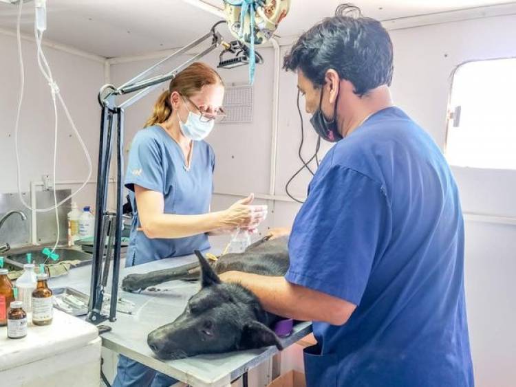 ACCIONES DEL SENADOR LISANDRO ENRICO POR LA SALUD ANIMAL DE LA REGION
