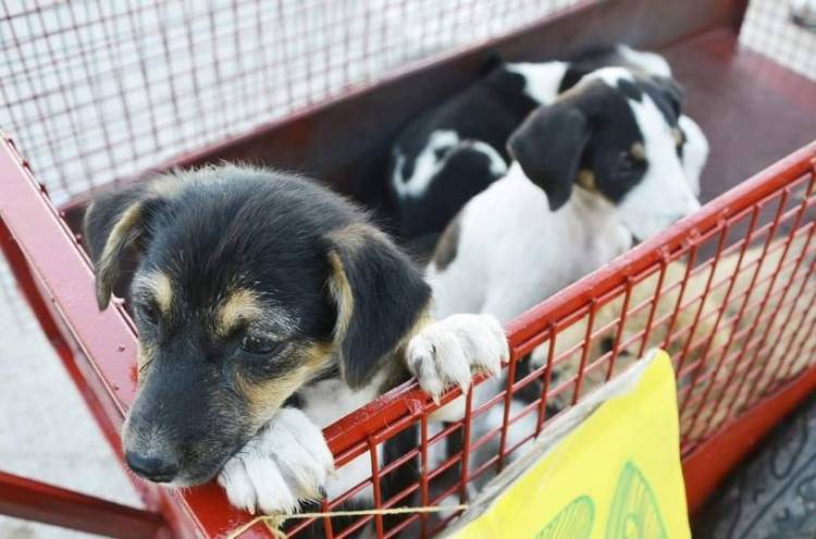 TENENCIA RESPONSABLE DE MASCOTAS