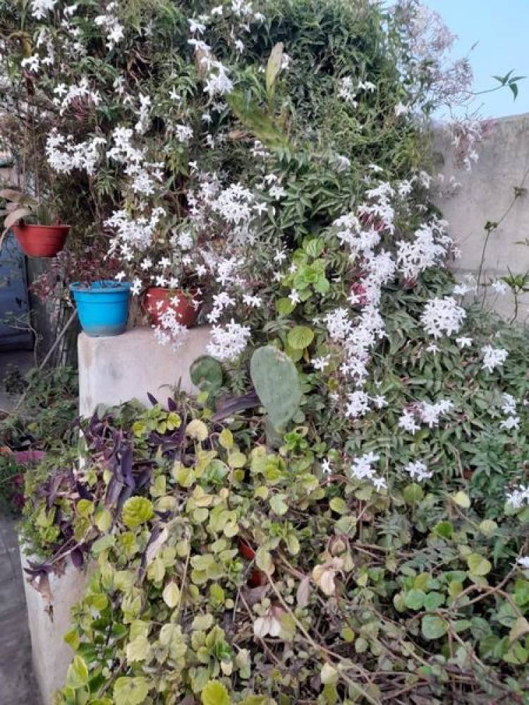 EL JARDIN FLORECIDO DE VIRGINIA