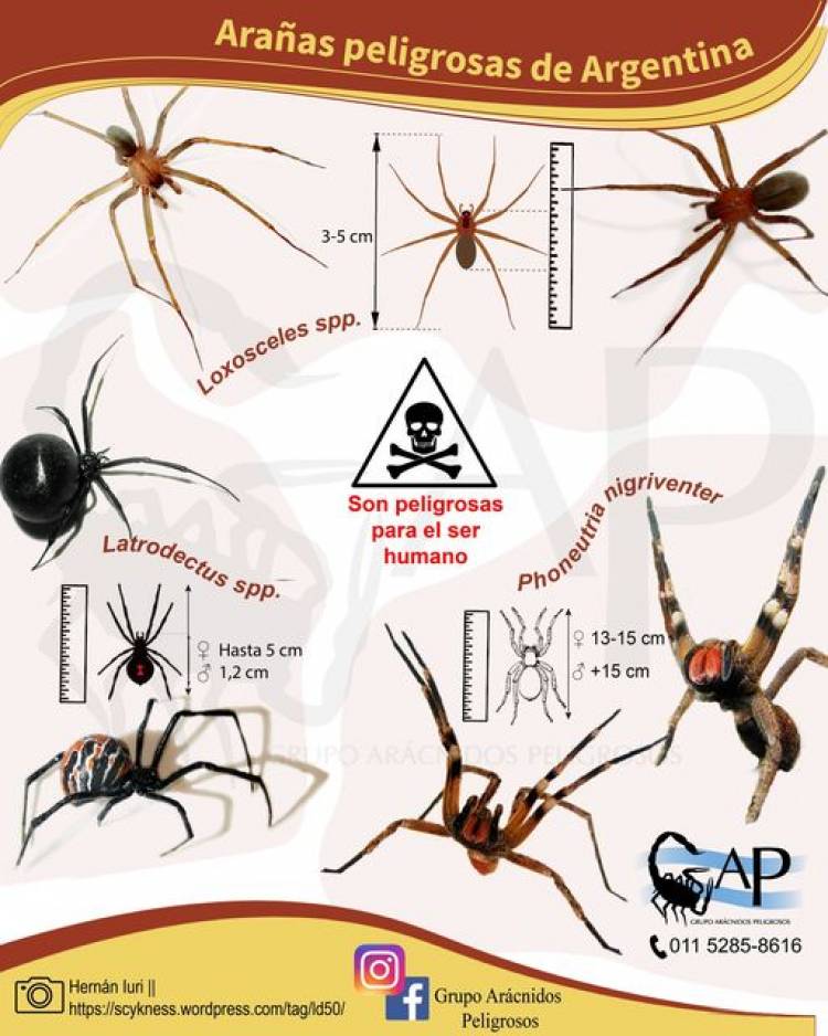 ARAÑAS PELIGROSAS EN ARGENTINA