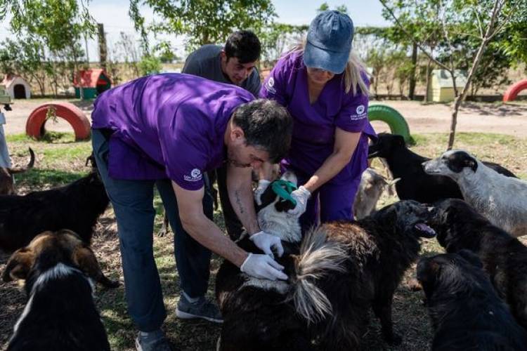 VACUNACION NATIRABICA EN REFUGIO ANIBAL ZOPPI