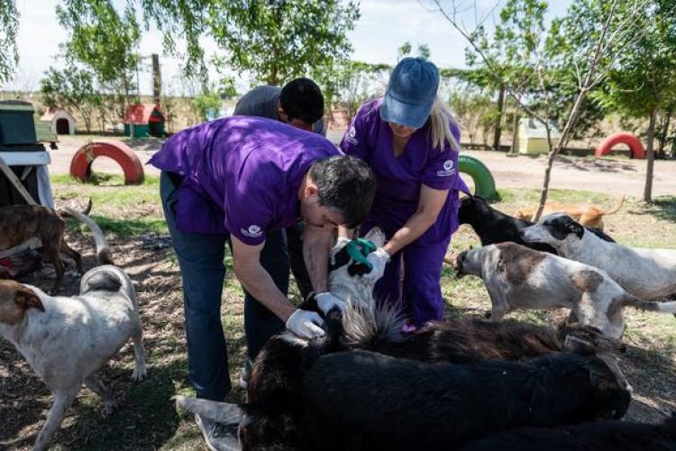 VACUNACION NATIRABICA EN REFUGIO ANIBAL ZOPPI
