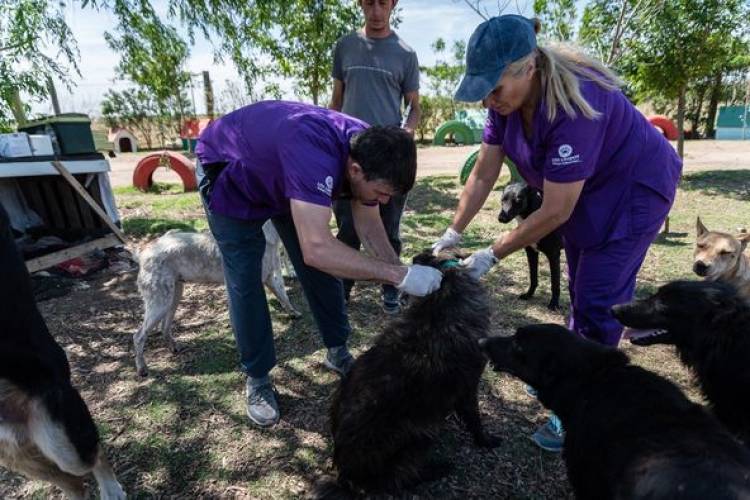 VACUNACION NATIRABICA EN REFUGIO ANIBAL ZOPPI