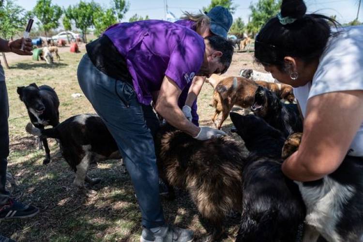 VACUNACION NATIRABICA EN REFUGIO ANIBAL ZOPPI