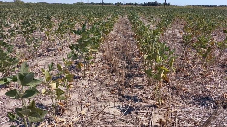 IMPORTANTE: EMERGENCIA AGROPECUARIA