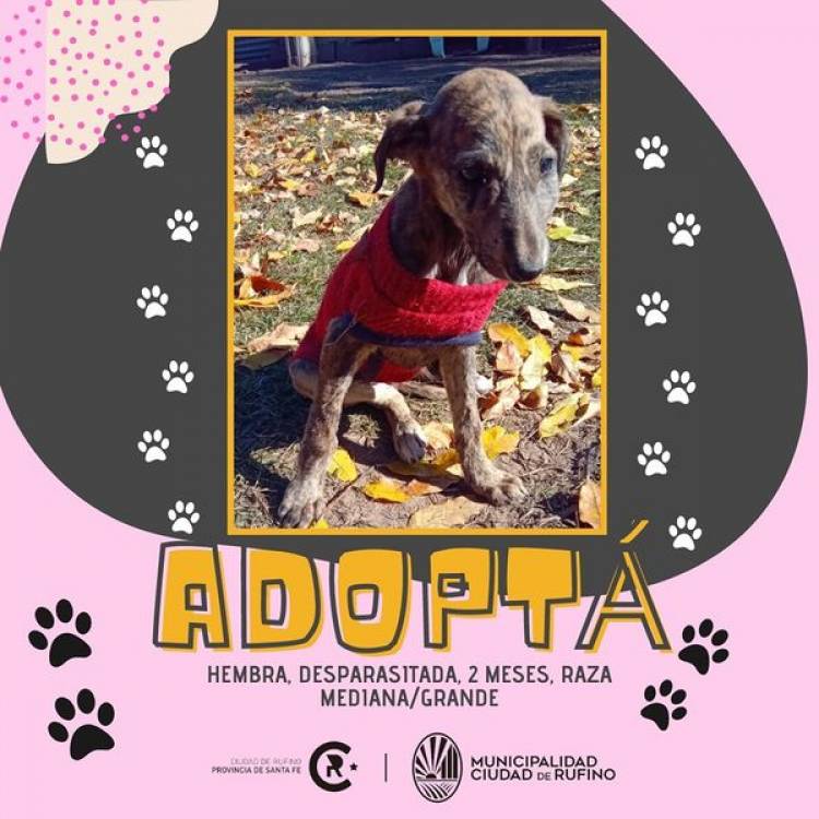 ADOPCION RESPONSABLE
