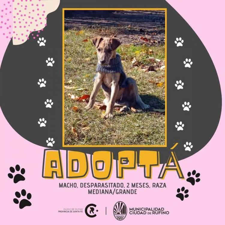 ADOPCION RESPONSABLE