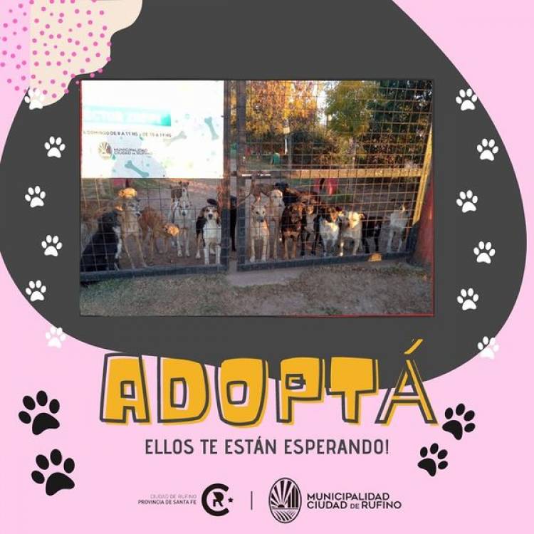 ADOPCION RESPONSABLE