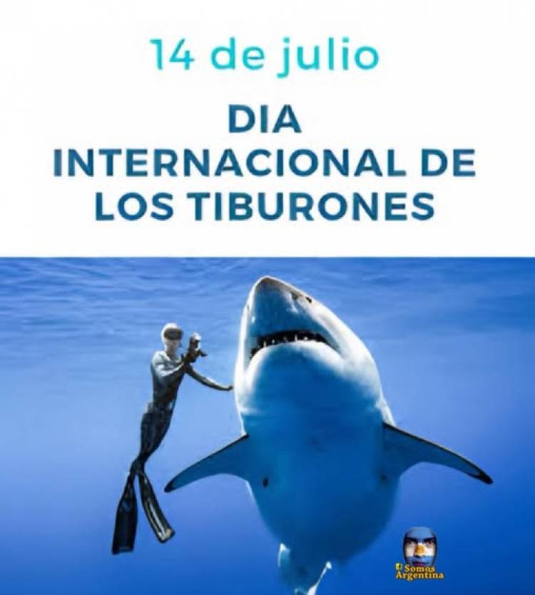14 DE JULIO: DIA INTERNACIONAL DEL TIBURON