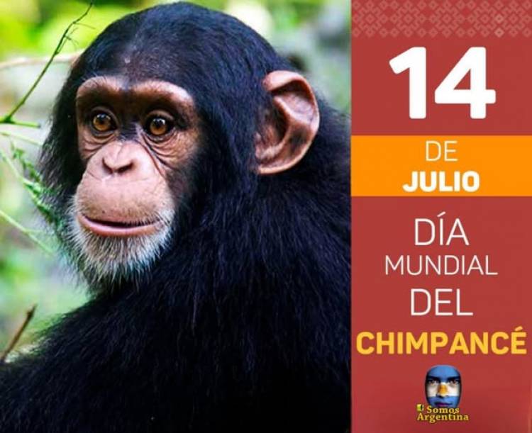 14 DE JULIO: DIA MUNDIAL DEL CHIMPANCE