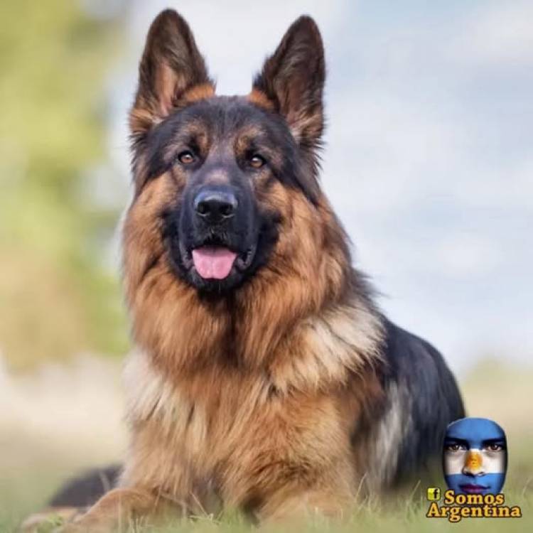 PARA LOS QUE NO QUIEREN A LOS PERROS...!!!