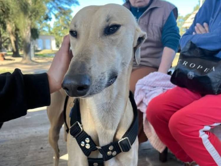 DOS NUEVAS JORNADAS DE CASTRACIONES