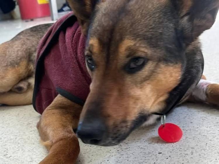 DOS NUEVAS JORNADAS DE CASTRACIONES