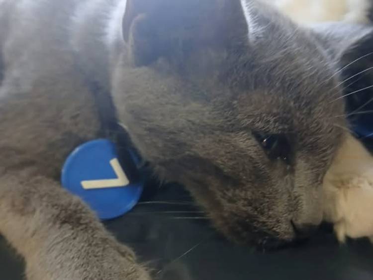 DOS NUEVAS JORNADAS DE CASTRACIONES