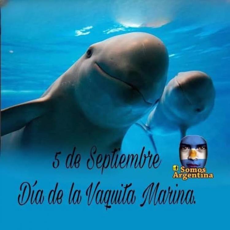 5 DE SETIEMBRE: DIA DE LA VAQUITA MARINA