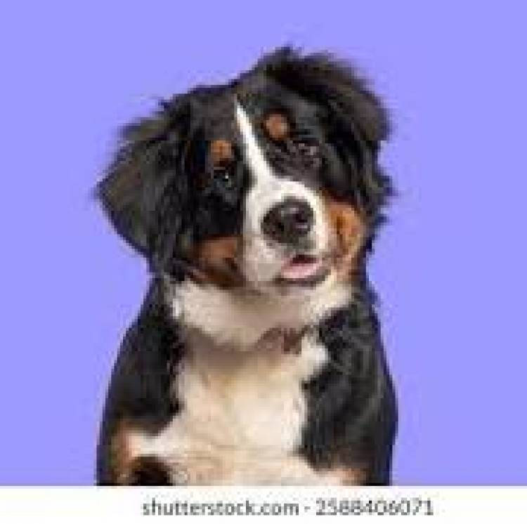 23 DE SETIEMBRE: DIA DEL PERRO ADOPTADO