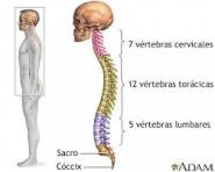 16 DE OCTUBRE: DIA MUNDIAL DE LA COLUMNA VERTEBRAL