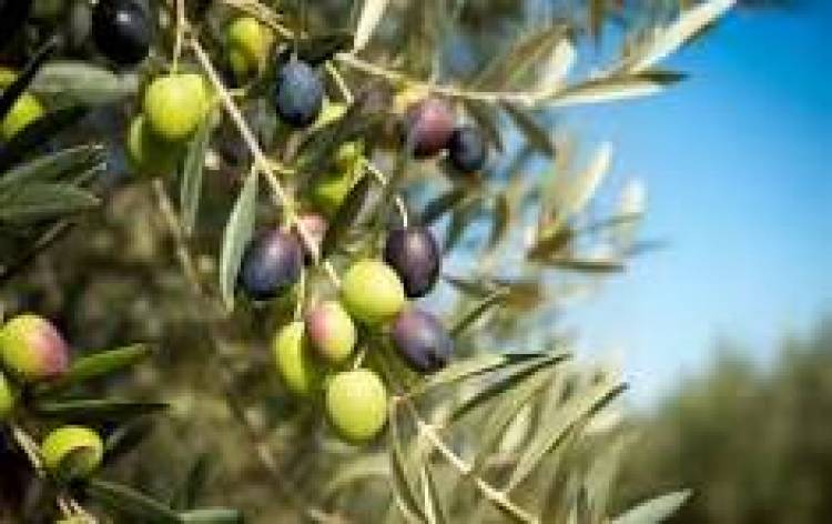 26 DE NOVIEMBRE: DIA MUNDIAL DEL OLIVO