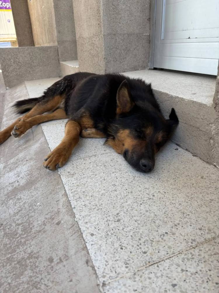 ULTIMA JORNADA DE CASTRACIONES DEL AÑO